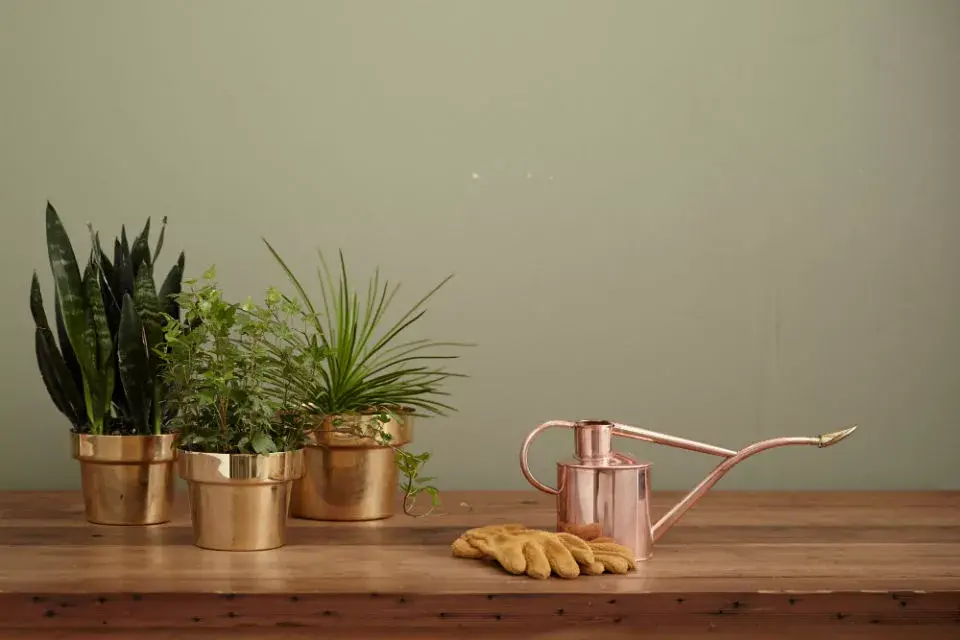 Regar o no regar, esa es la cuestión. Ante la duda, no lo hagas