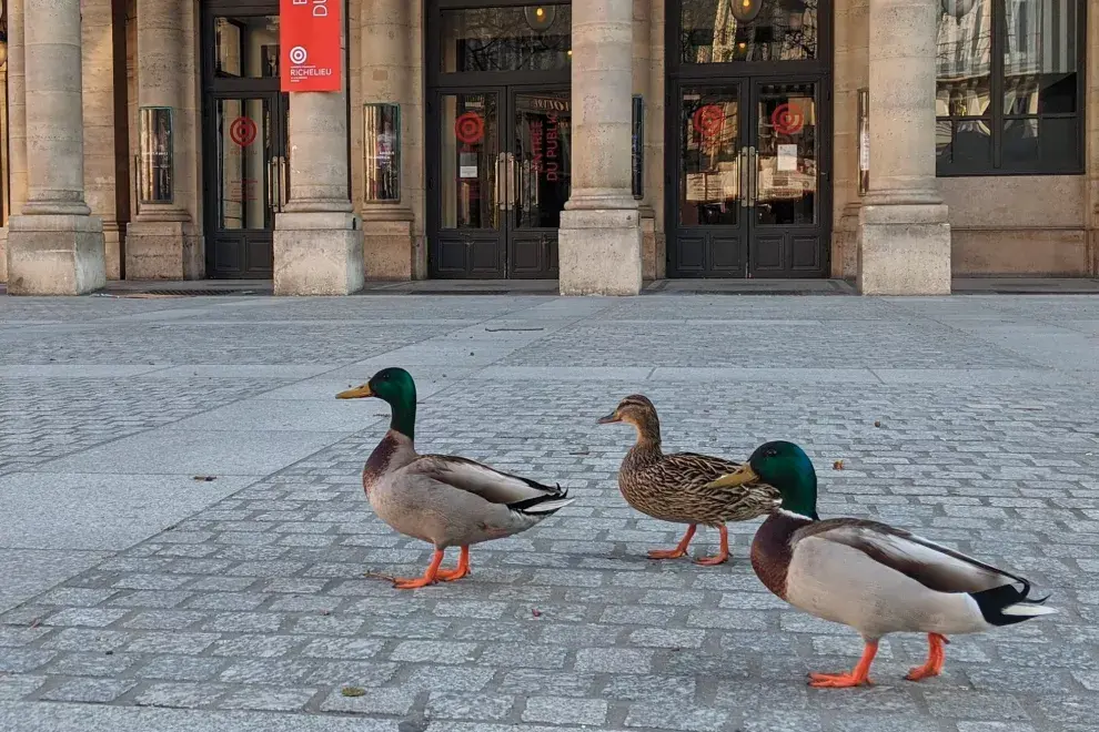 Cisnes y patos volvieron a nadar en el Sena y algunos tomaron las calles de París. 