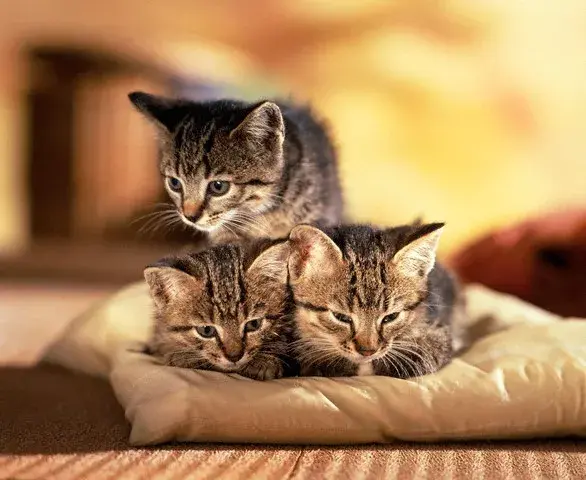 Nada mejor que adoptar un gatito