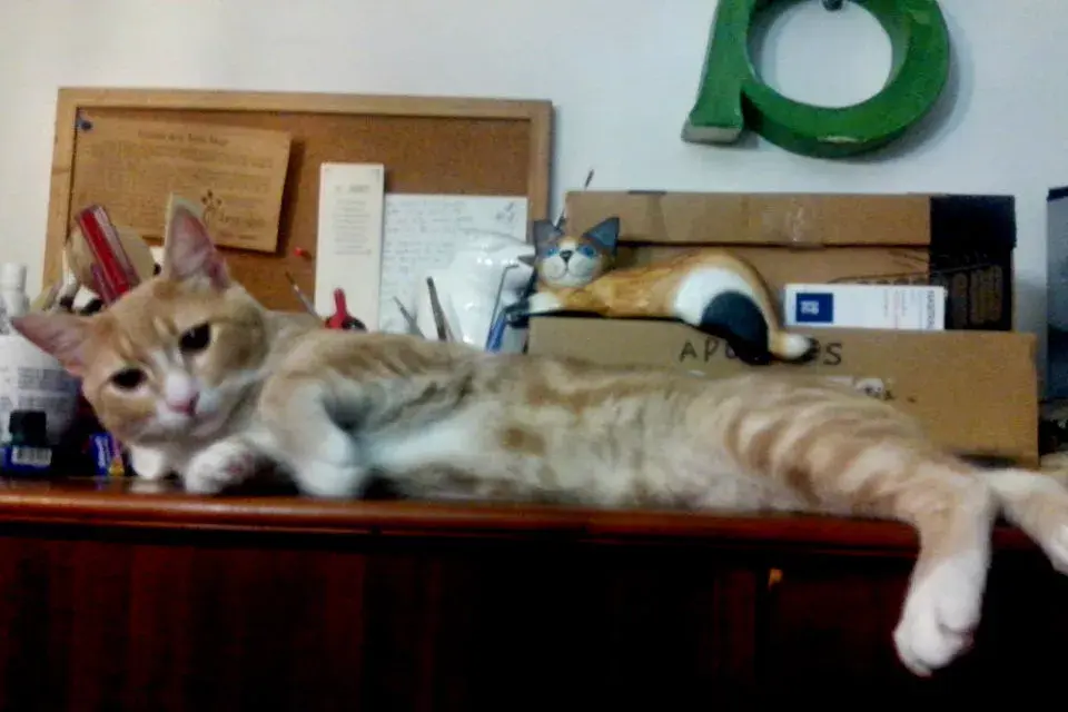 Nino en posición de descanso.