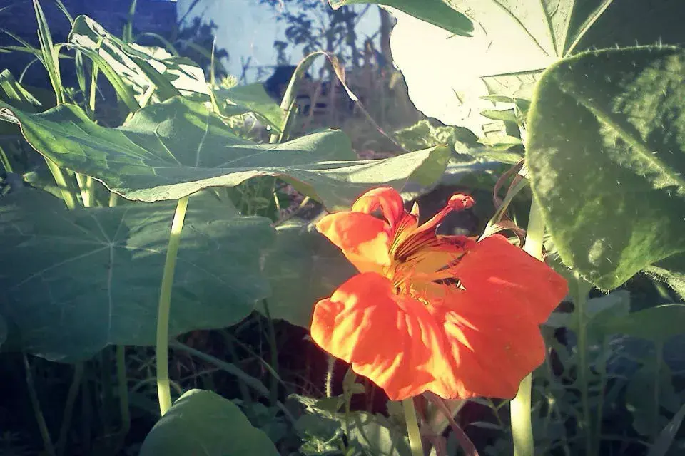 El Transformador propone jornadas huerteras de otoño en la huerta del barrio. Para conectarse mejor con nuestra tierra.