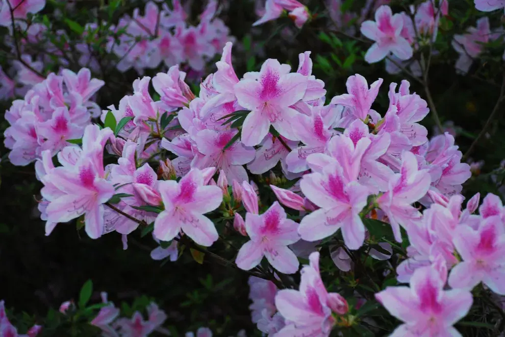 La azalea es la reina de los jardines, pero ojo con comerla