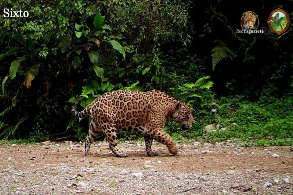 Sixto es uno de los hermosos ejemplares que habitan la selva misionera.