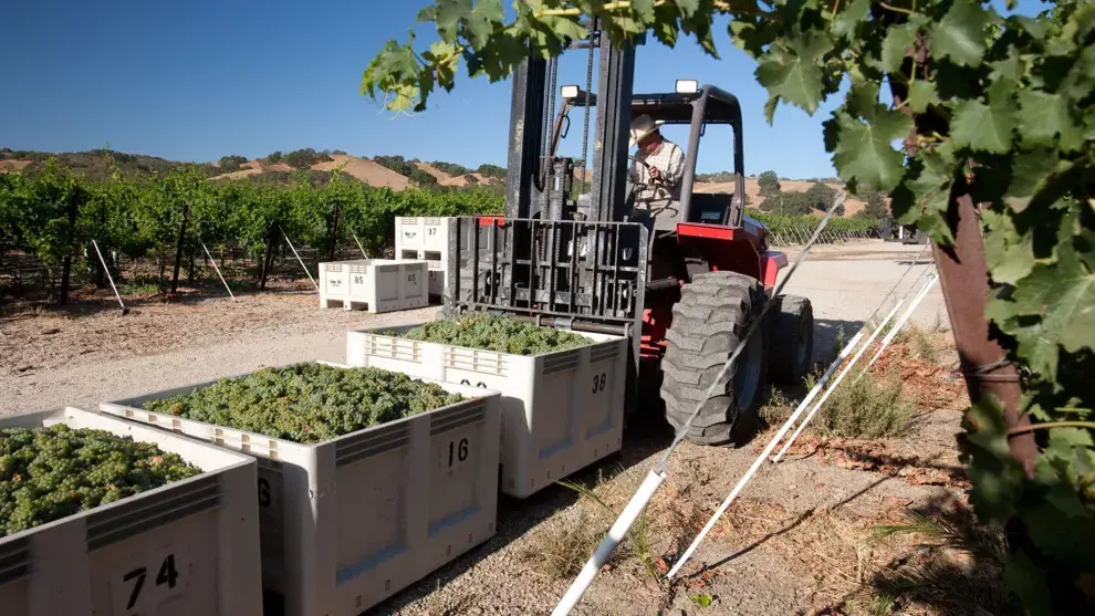 Los vinos destacados son los blancos, de las cepas Sauvignon Blanc y Chardonnay