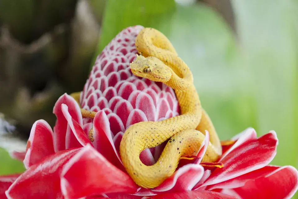 Las plantas carnívoras se alimentan por lo general de insectos y animales pequeños para obtener los nutrientes que necesitan.