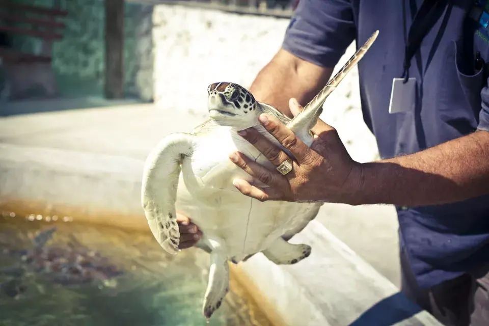 La Granja de Tortuga, una visita para hacer con los chicos