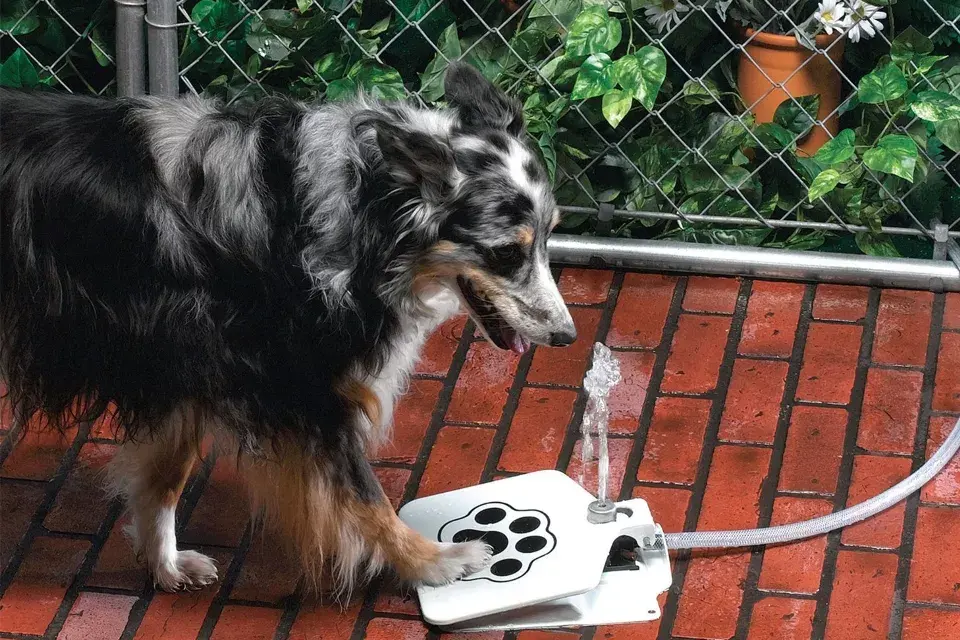 Ideal para estos días de tanto calor: un pedal que tira agua para que el perro tome en cualquier momento