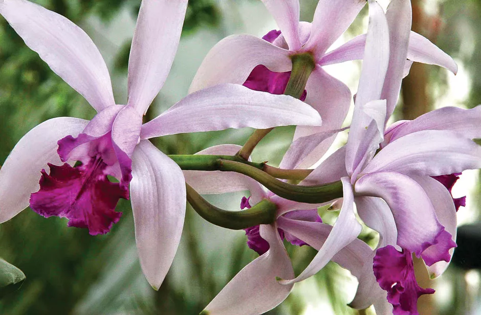 Las orquideas son las flores más evolucionadas pero están en riesgo