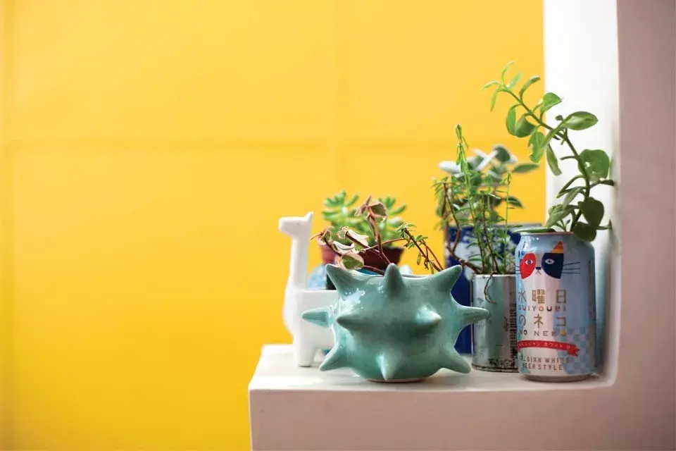 Podés armar una linda colección de suculentas poniéndolas en distintos envases y recipientes