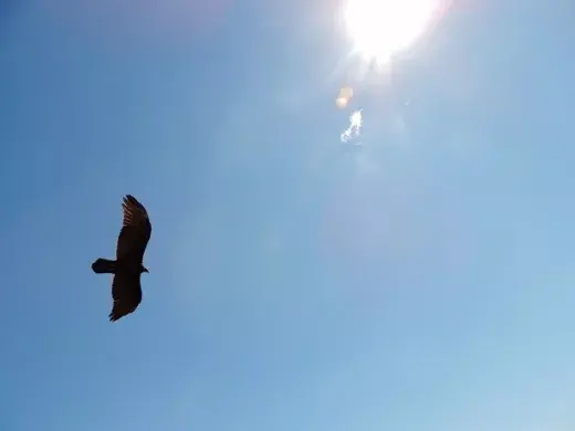 He visto un lindo pajarito. Foto sacada por Graciela, mujer de mi padre