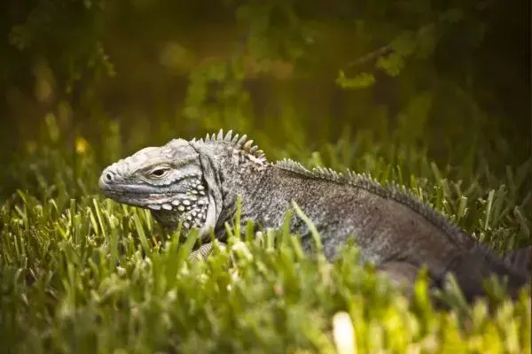 Un recorrido que indica a la fauna de la zona