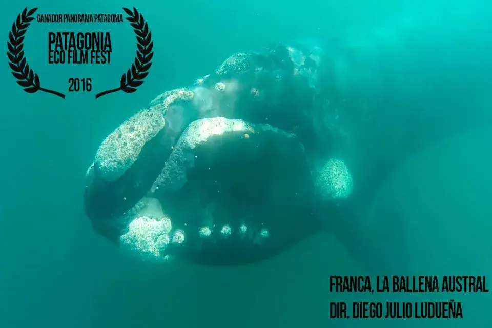 FRANCA, la ballena austral - Ganador Selección Panorama Patagonia