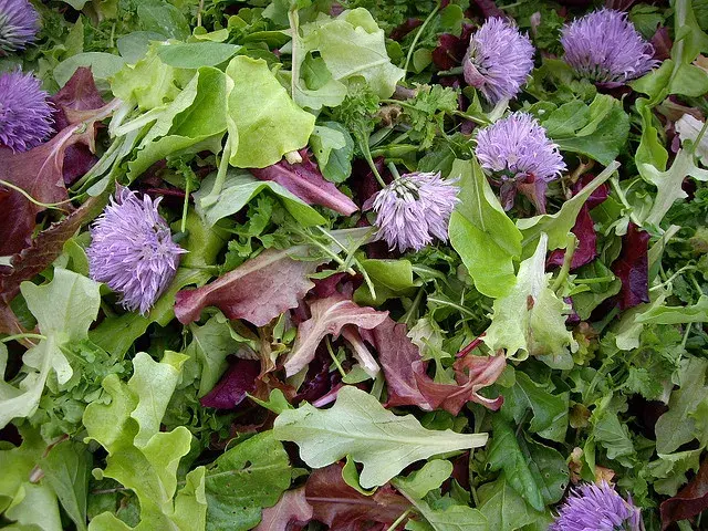 Una ensalada de hojas verdes con flores de cebollín
