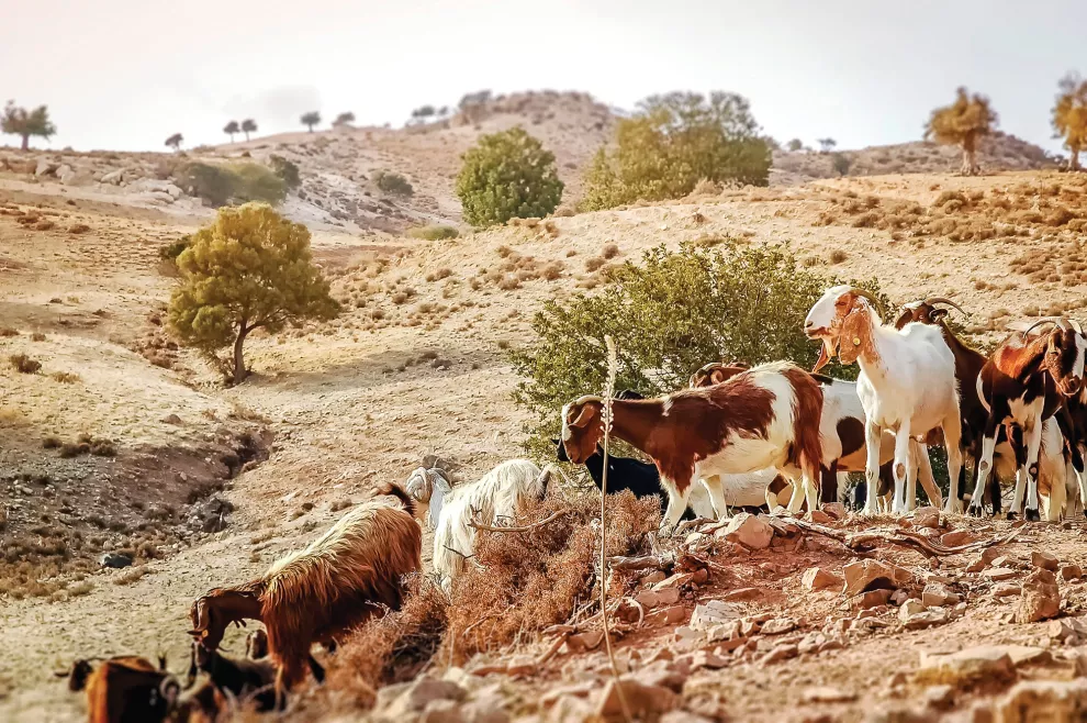 El entorno rural predomina en el interior de Chipre