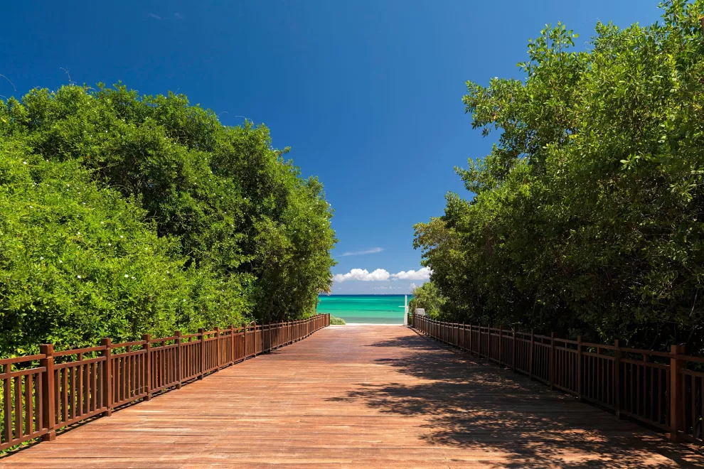 El acceso a la playa desde el hotel Playa del Carmen, con un imponente deck de madera y rodeado de un bosque de manglares que protege las costas de los huracanes y las mareas altas.
