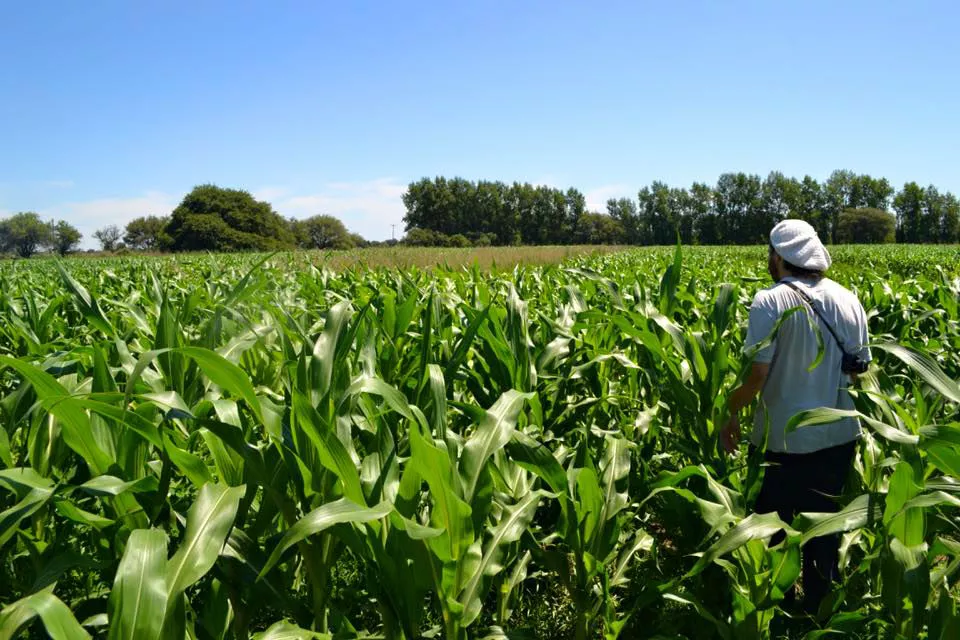 Plantaciones de maíz no transgénico en Anguil, La Pampa Foto: Viaje por la Soberanía Alimentaria.