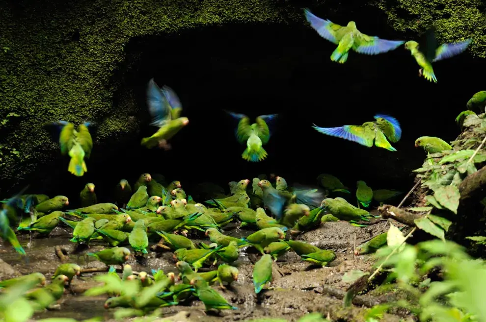 Yasuni National Park. Gentileza NatGeo. Foto: Dukas Presseagentur/Alamy Stock Photo