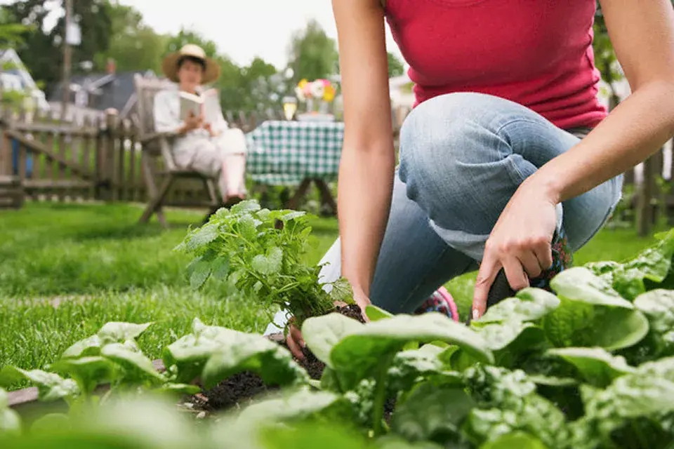 Uno de los grandes secretos está en la orientación de los canteros, lo ideal es de norte a sur para aprovechar el sol