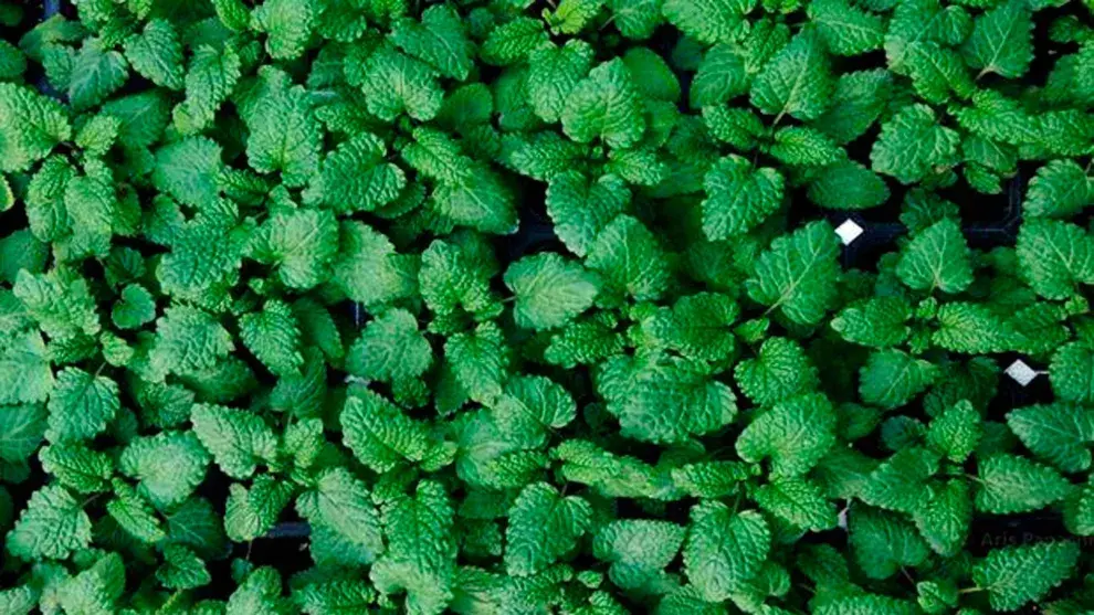 La melisa, una planta para "mimarnos"