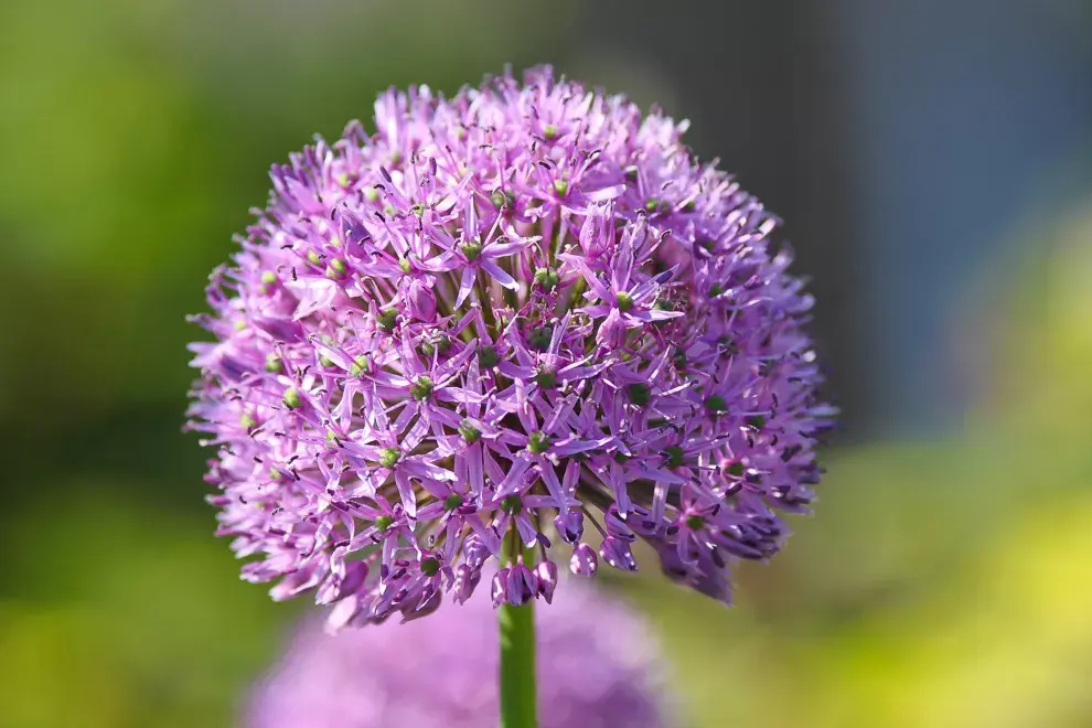 Las increíbles ¡y simétricas! floraciones de las cebollas