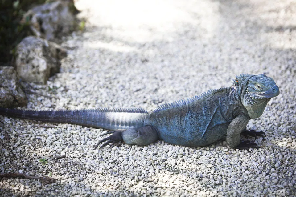 Las iguanas azules son las estrellas del Jardín Botánico