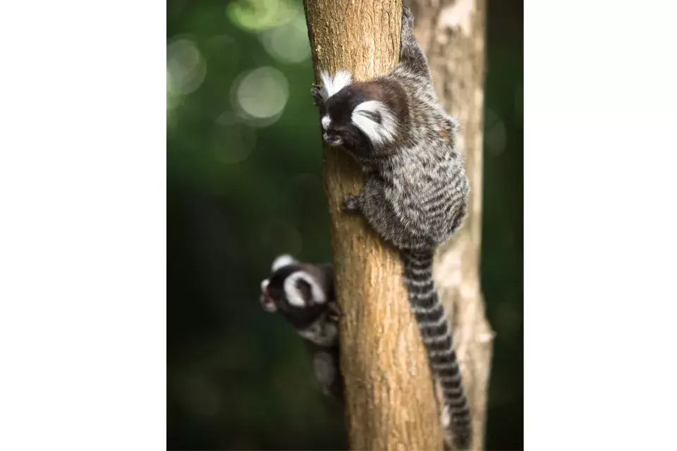 Los animales salvajes son habitantes del pueblo