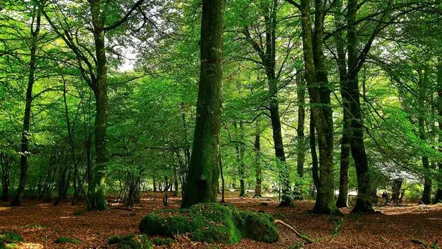 El espléndido Bosque Peralta Ramos