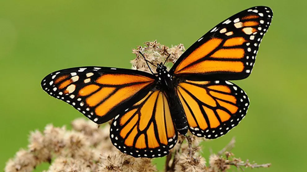 Las monarca, símbolo y orgullo en Michoacán
