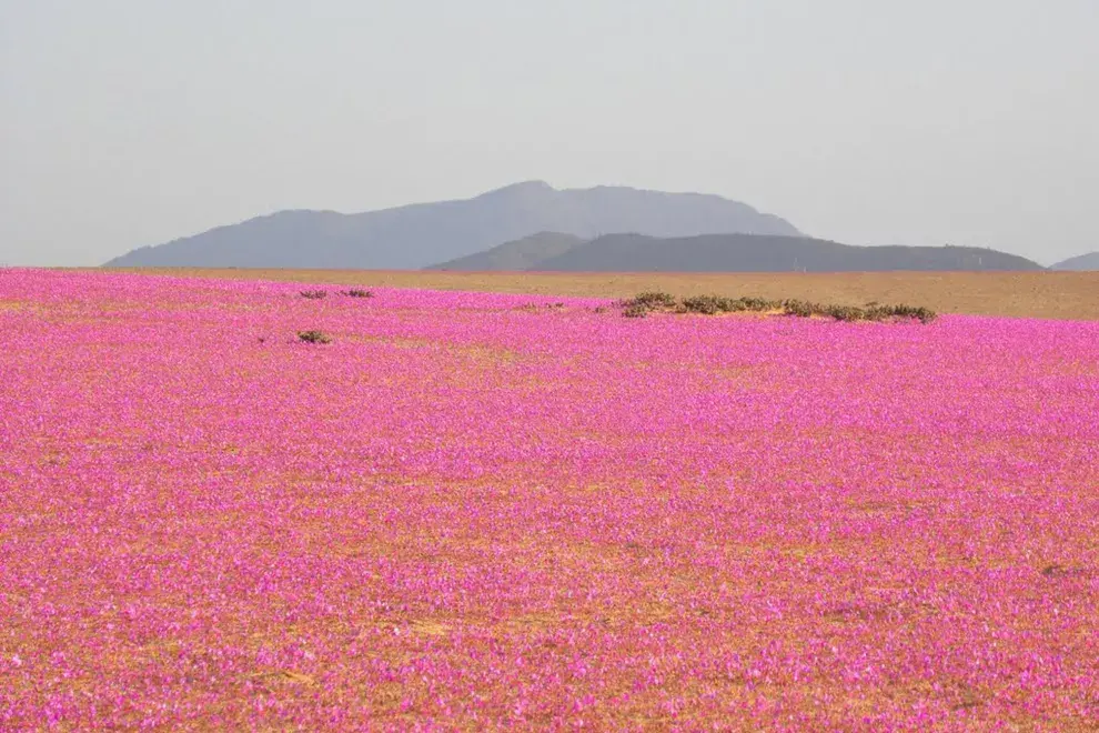 En el norte de Chile, un fenómeno natural, único y esporádico