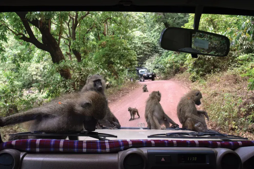 Unos babuinos se nos acercaron al jeep