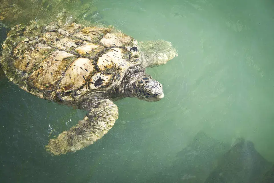 La tortuga, el emblema de la isla