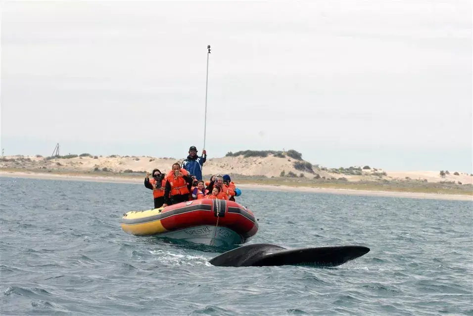 De tan cerca que están, el guía advierte: ''Prohibido tocar las ballenas''
