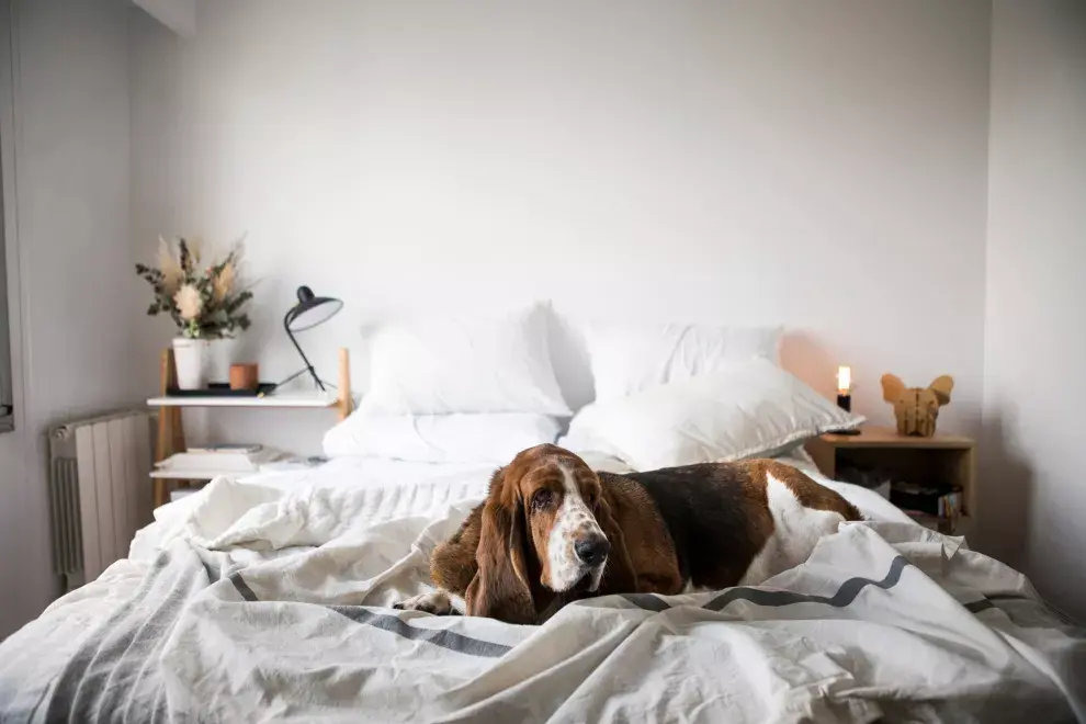 Mesa de luz (Cool Wood), lámpara (Ikon Lamps) y perriTo de decoración (Peca).