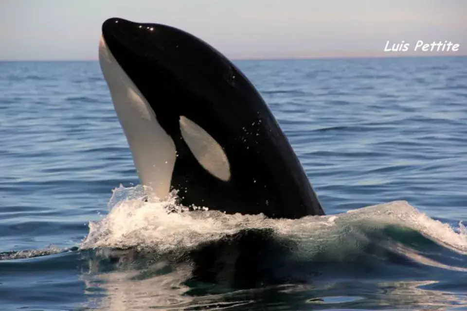 El espectáculo increíble de la naturaleza