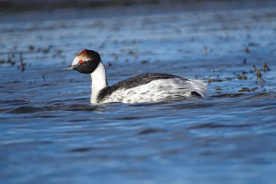 Macá tobiano