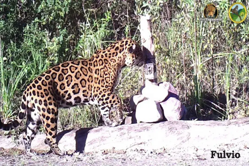 Fulvio captado por una cámara en el Parque Nacional Baritú, en 2016.