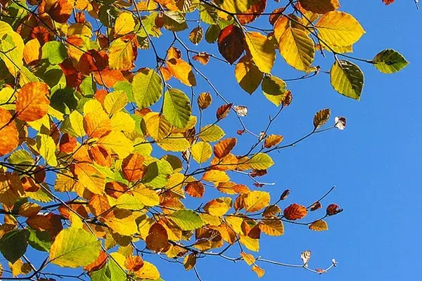 Adoro la paleta de colores del otoño…