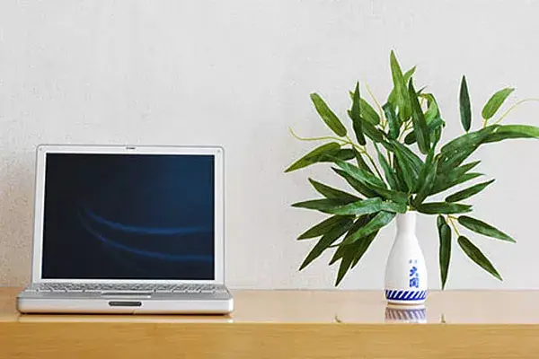 ¡No te olvides de cuidar las plantas!