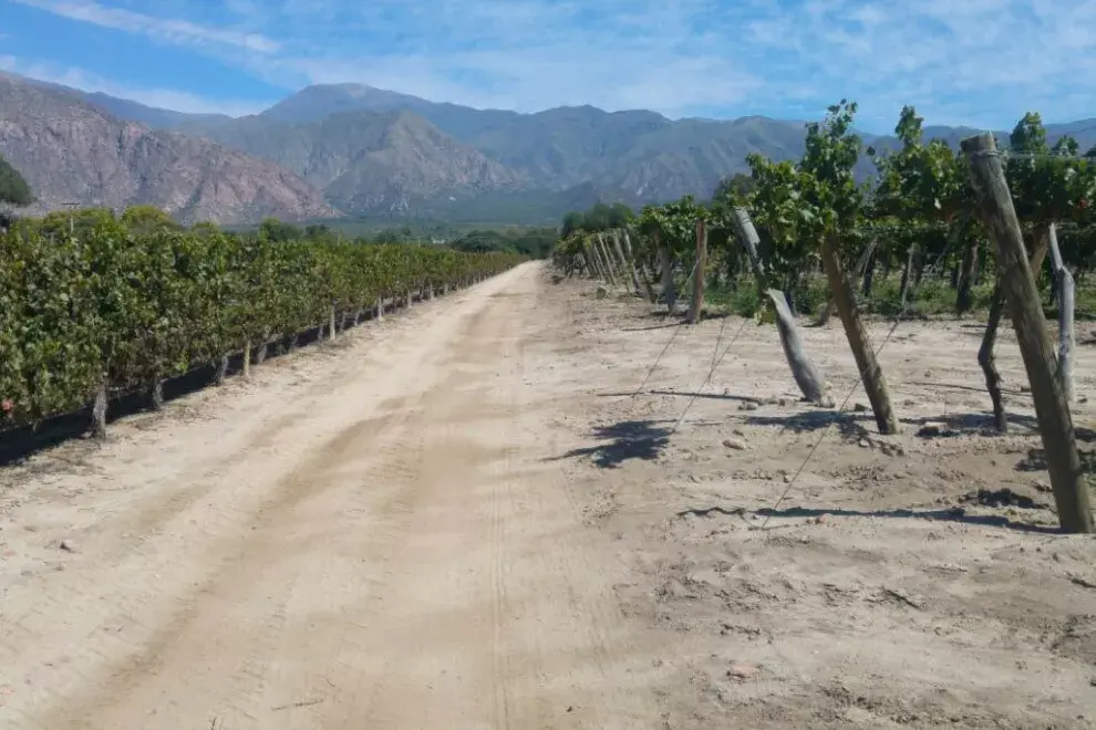 A la derecha los varietales torrontés, crecen en forma de árbol, a la izquierda, los malbec, en vertical, en bodega El Esteco