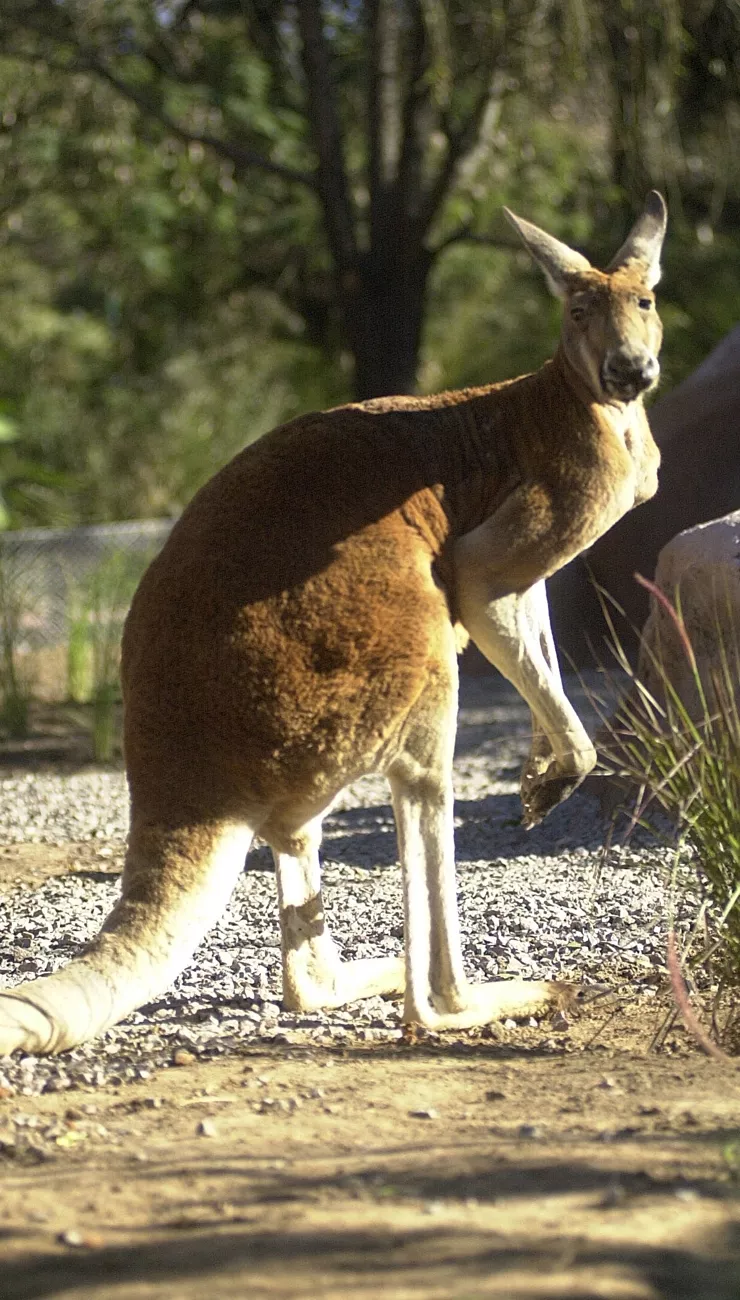 El canguro es exclusivo de Australia y aparece en su escudo