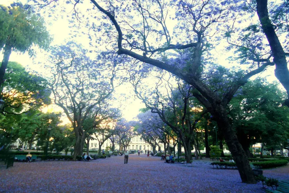 Una tarde de primavera cruzaba el parque y me encontré con este camino, todo florecido.