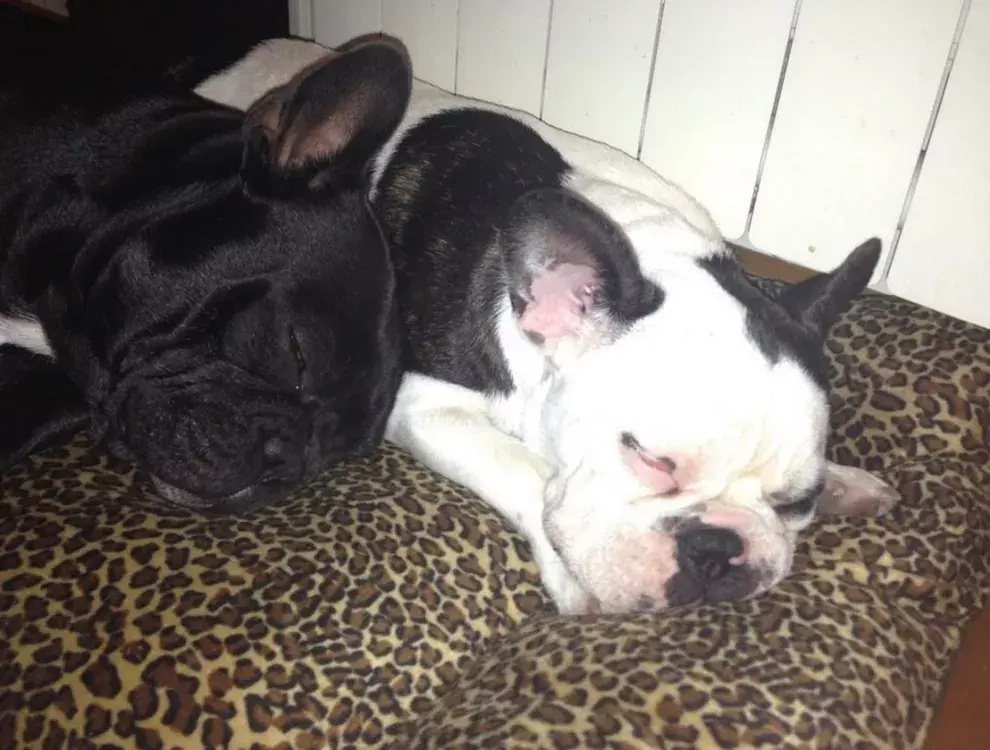 Moro y Renata tomando una siesta