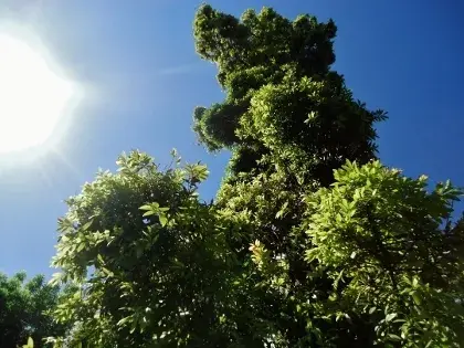 Árbol altísimo