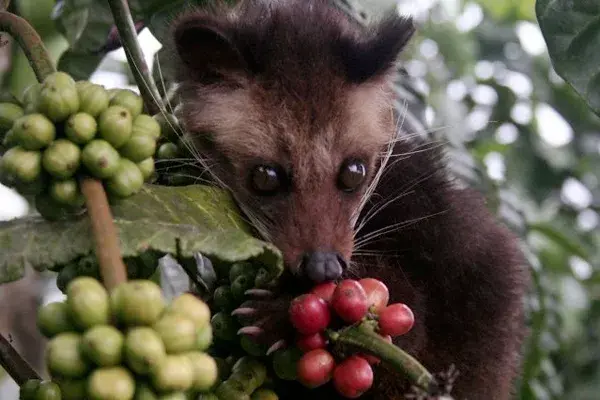 ¿Conocés el Kopi Luwac? Es el café más caro del mundo y se recupera de los granos comidos por el civeta, un mamífero típico de Indonesia. ¿Su valor? 90 (€) la taza.