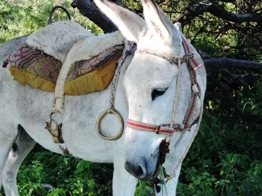 ¿No es igual a Platero? ¿Se acuerdan de Platero?