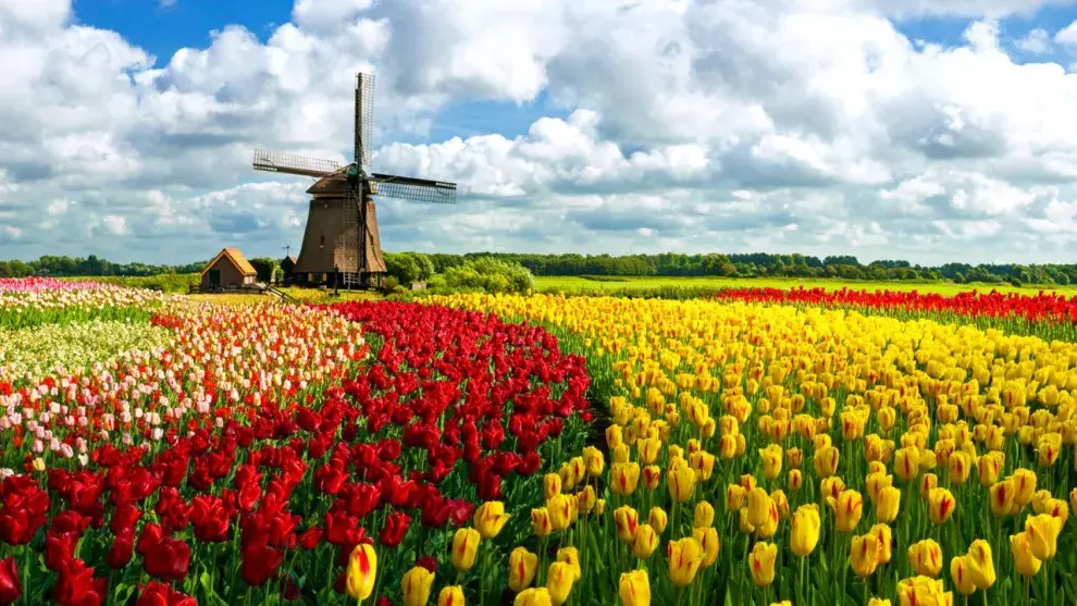 Los campos de tulipanes de Holanda