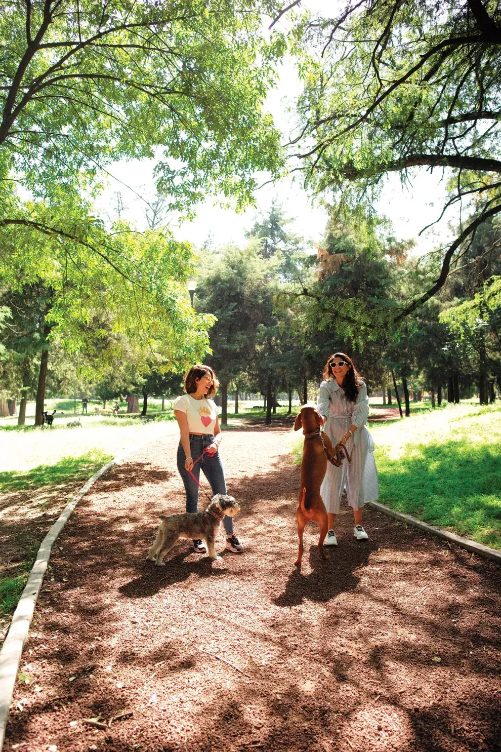 En Chapultepec es habitual ver paseaperros y gente haciendo actividad física y armando pícnics.