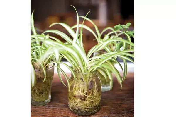 Un hallazgo: ¡brotes de lazos de amor en vasitos de yogur!