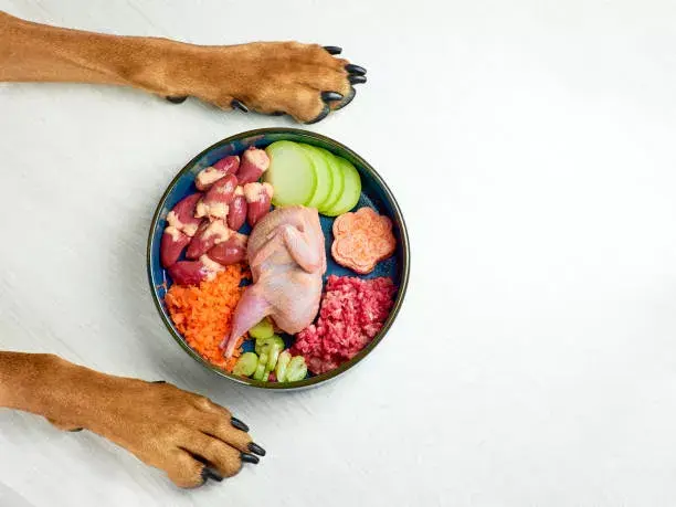 Existe una gran cantidad de alimentos de consumo cotidiano para los humanos que podrían ser sumamente riesgosos para la salud de los animales.