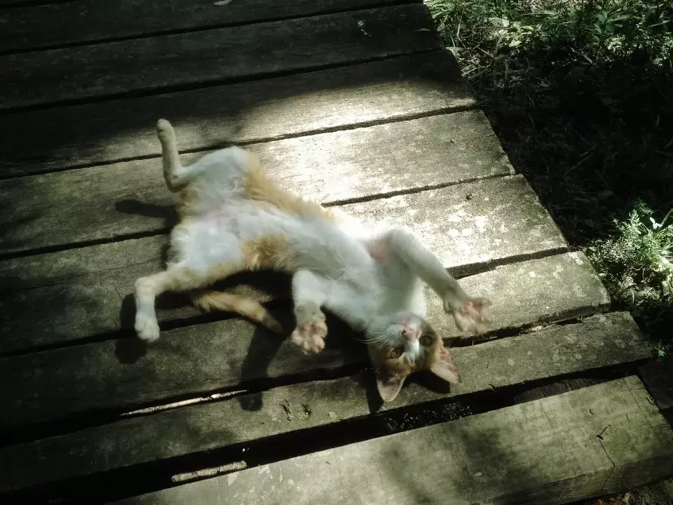 Para mí sos Botas. Pero me parece que sos hembra